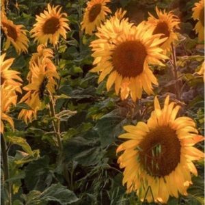 Meet your Posher, Scarlett